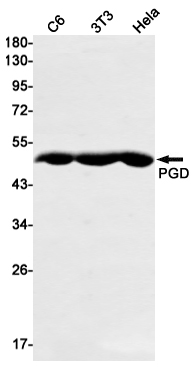PGD Rabbit mAb ABZ2399