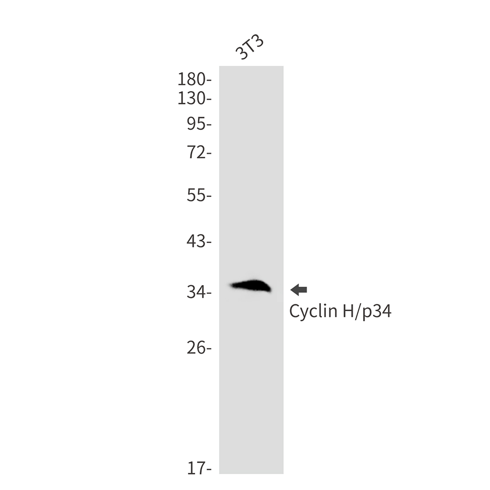 Cyclin H Rabbit mAb ABZ2401