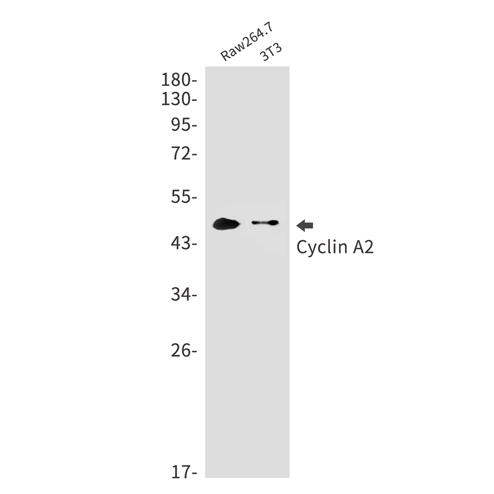 Cyclin A2 Rabbit mAb ABZ2402