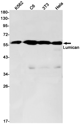 Lumican Rabbit mAb ABZ2403
