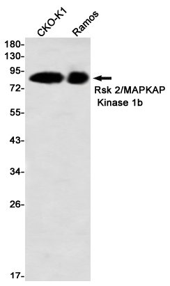 RSK2 Rabbit mAb ABZ2404