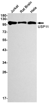 USP11 Rabbit mAb ABZ2405