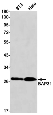 BAP31 Rabbit mAb ABZ2409