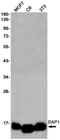 DAP1 Rabbit mAb ABZ2413
