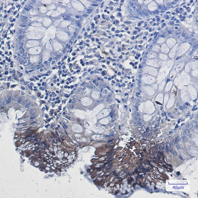 Rab9 Rabbit mAb ABZ2414