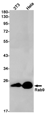 Rab9 Rabbit mAb ABZ2414