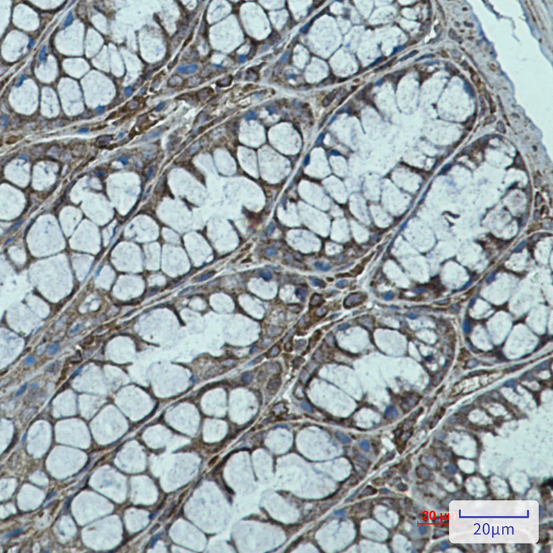 Rab7 Rabbit mAb ABZ2415