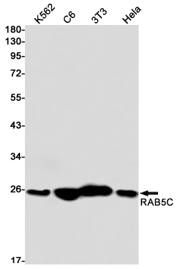 Rab5C Rabbit mAb ABZ2416