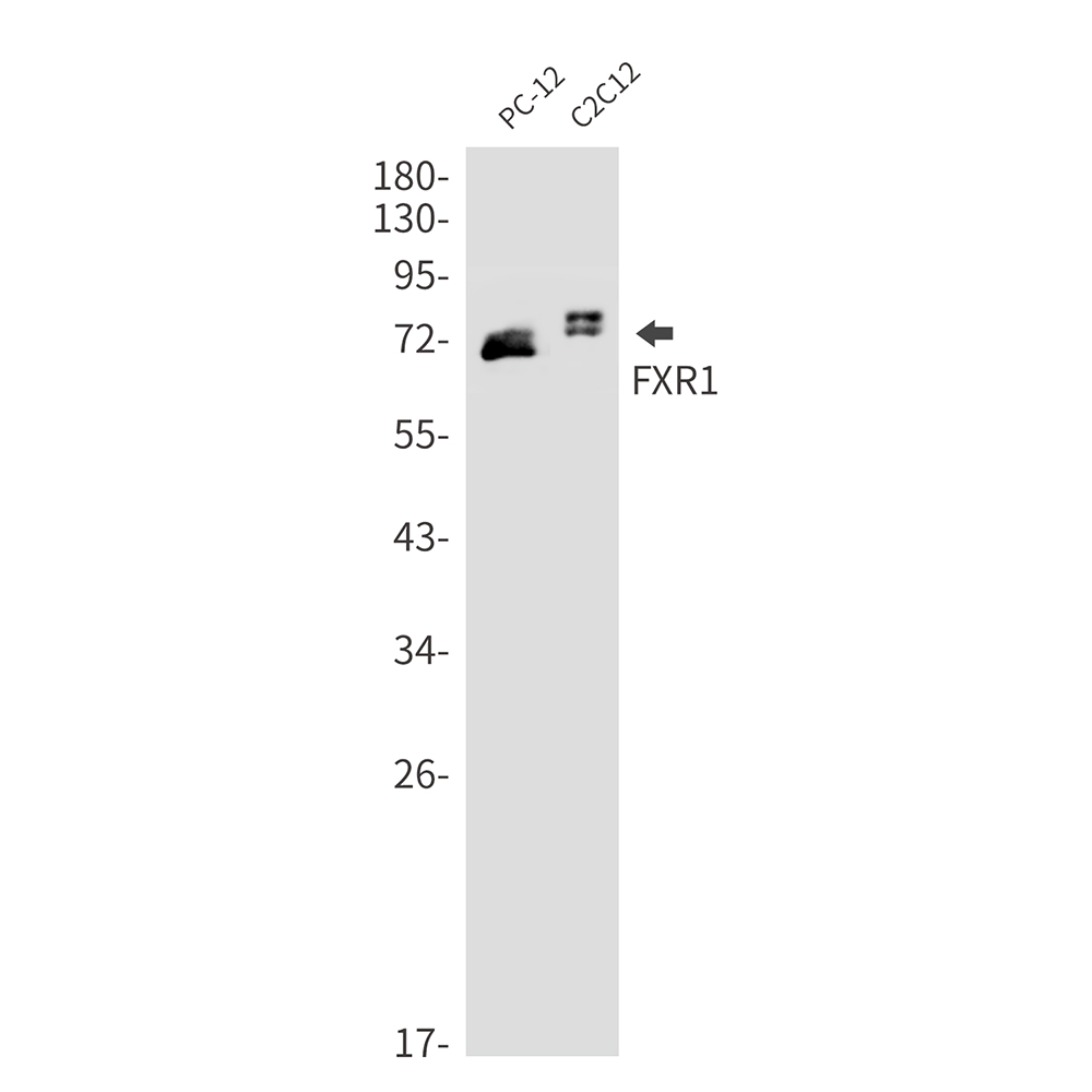 FXR1 Rabbit mAb ABZ2417