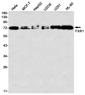 FXR1 Rabbit mAb ABZ2417