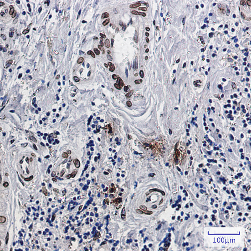 Emerin Rabbit mAb ABZ2421