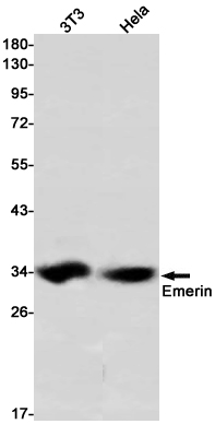 Emerin Rabbit mAb ABZ2421