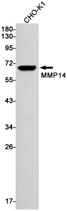 MMP14 Rabbit mAb ABZ2422