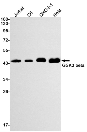 GSK3 beta Rabbit mAb ABZ2430