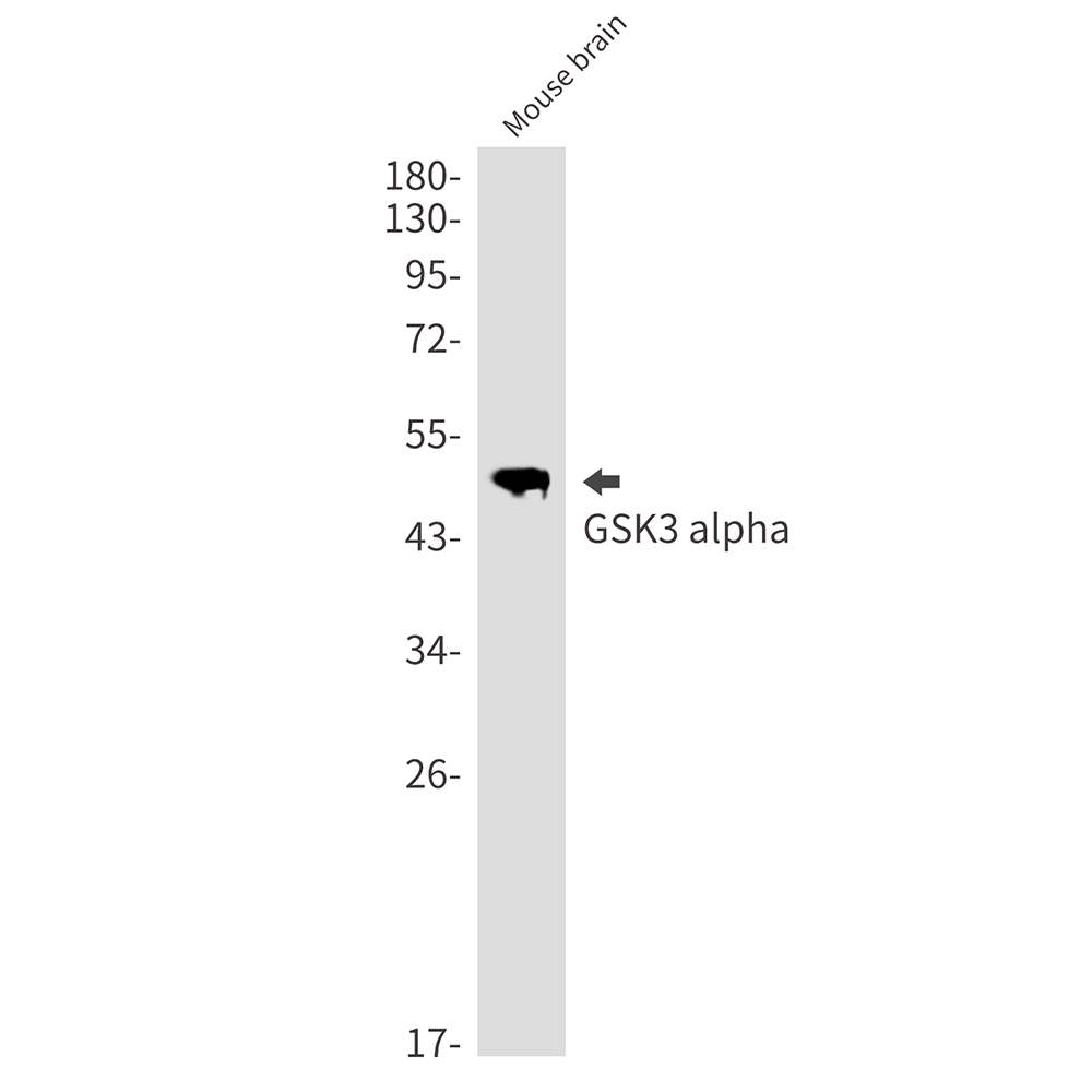GSK3 alpha Rabbit mAb ABZ2431