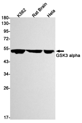 GSK3 alpha Rabbit mAb ABZ2431