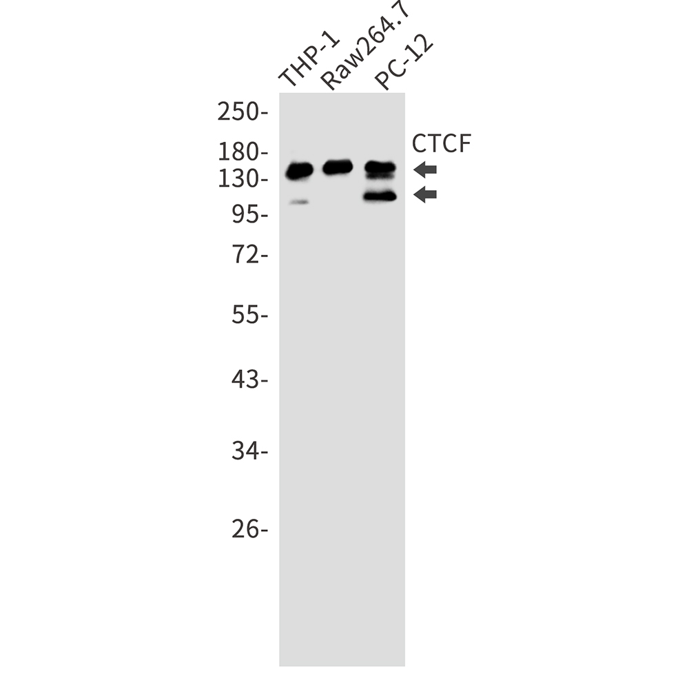 CTCF Rabbit mAb ABZ2439
