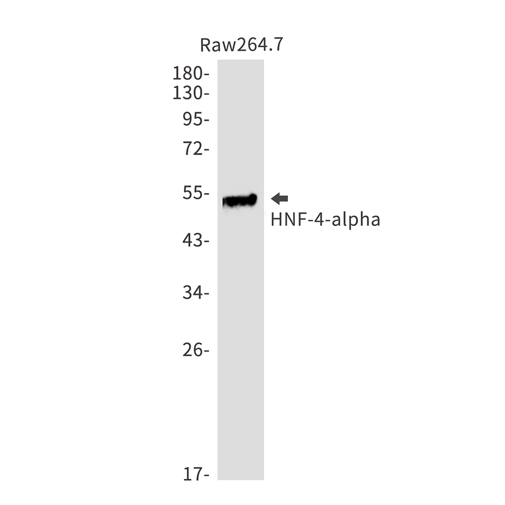 HNF-4-alpha Rabbit mAb ABZ2440