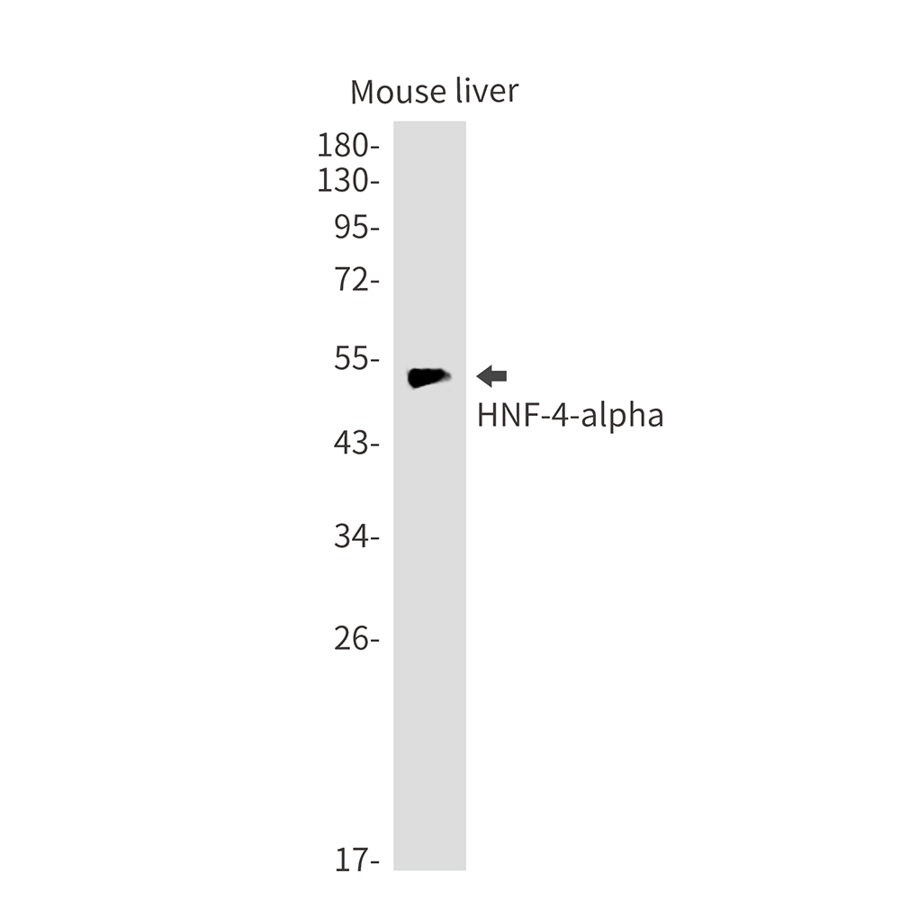 HNF-4-alpha Rabbit mAb ABZ2441