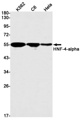 HNF-4-alpha Rabbit mAb ABZ2441