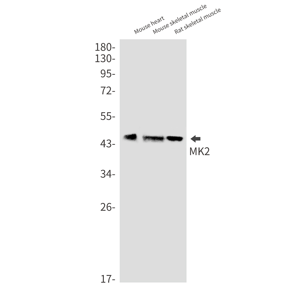 MK2 Kinase 2 Rabbit mAb ABZ2448