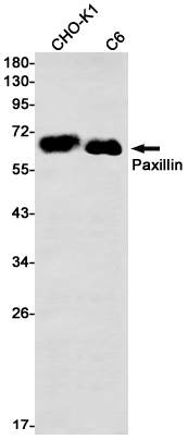 Paxillin Rabbit mAb ABZ2449