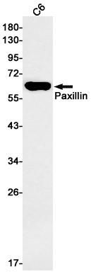 Paxillin Rabbit mAb ABZ2450