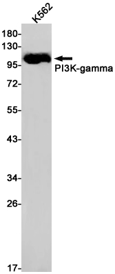 PI3 Kinase p110 gamma Rabbit mAb ABZ2451