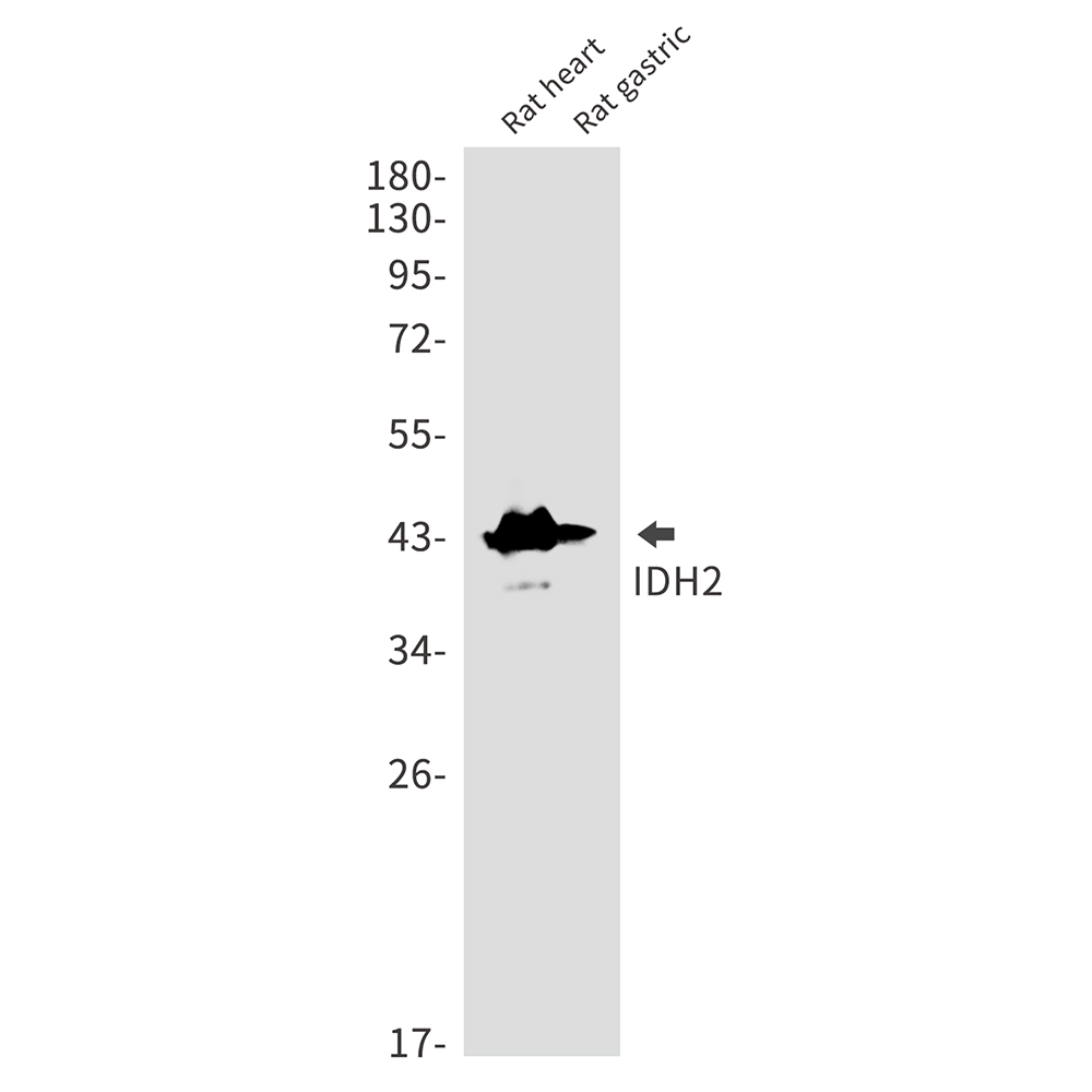 IDH2 Rabbit mAb ABZ2452