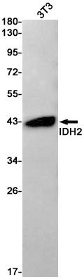 IDH2 Rabbit mAb ABZ2452