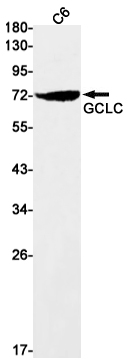 GCLC Rabbit mAb ABZ2456