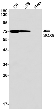 SOX9 Rabbit mAb ABZ2457