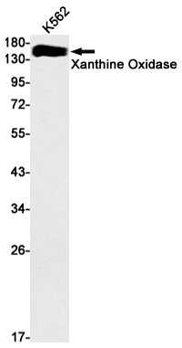 Xanthine Oxidase Rabbit mAb ABZ2459