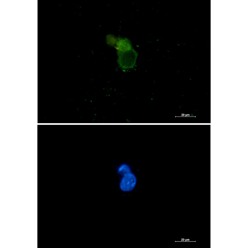 eIF1A Rabbit mAb ABZ2461