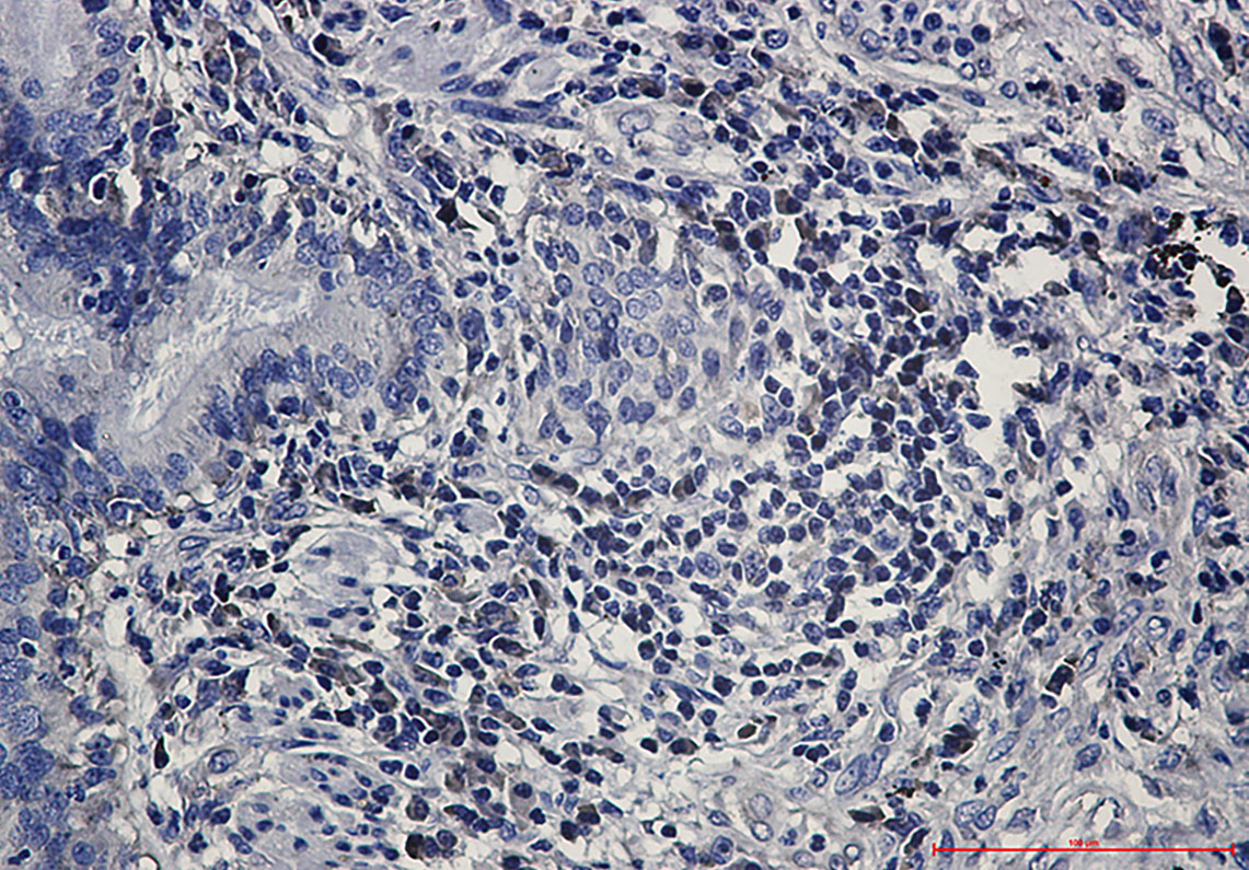 eIF1A Rabbit mAb ABZ2461