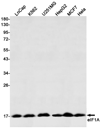 eIF1A Rabbit mAb ABZ2461