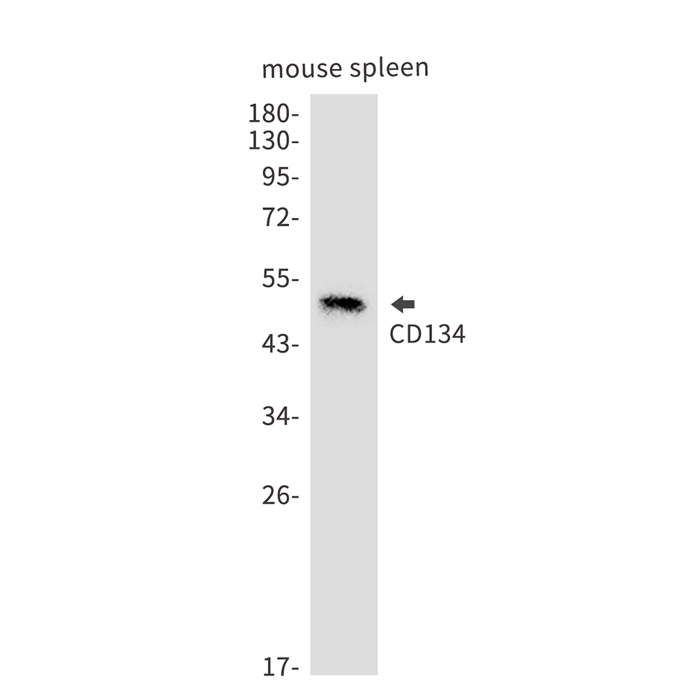 CD134/OX40L Recepter Rabbit mAb ABZ2462