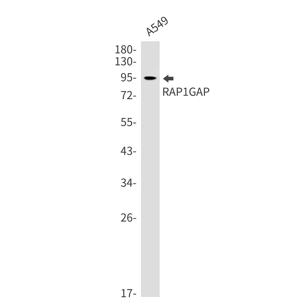 RAP1GAP Rabbit mAb ABZ2464