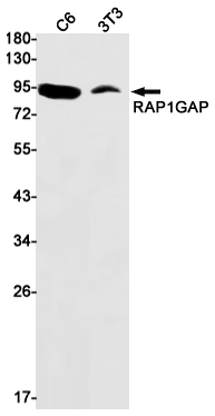 RAP1GAP Rabbit mAb ABZ2464