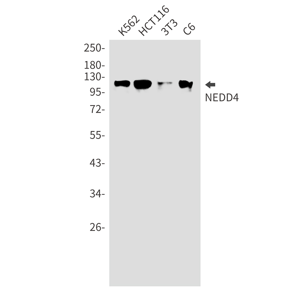 NEDD4 Rabbit mAb ABZ2467