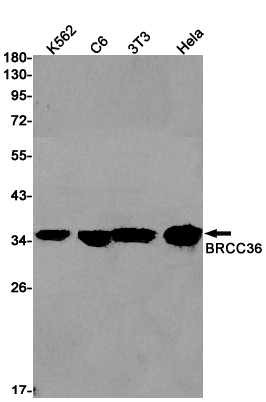 BRCC36 Rabbit mAb ABZ2468