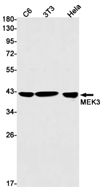 MEK3 Rabbit mAb ABZ2469