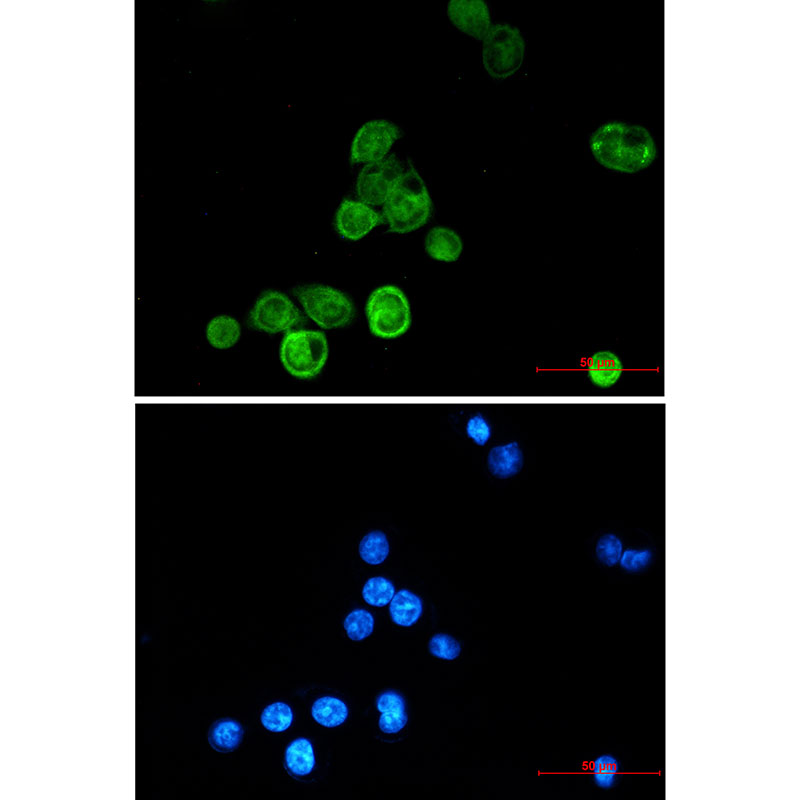 BAT3 Rabbit mAb ABZ2474