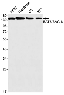 BAT3 Rabbit mAb ABZ2474