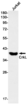 CrkL Rabbit mAb ABZ2475