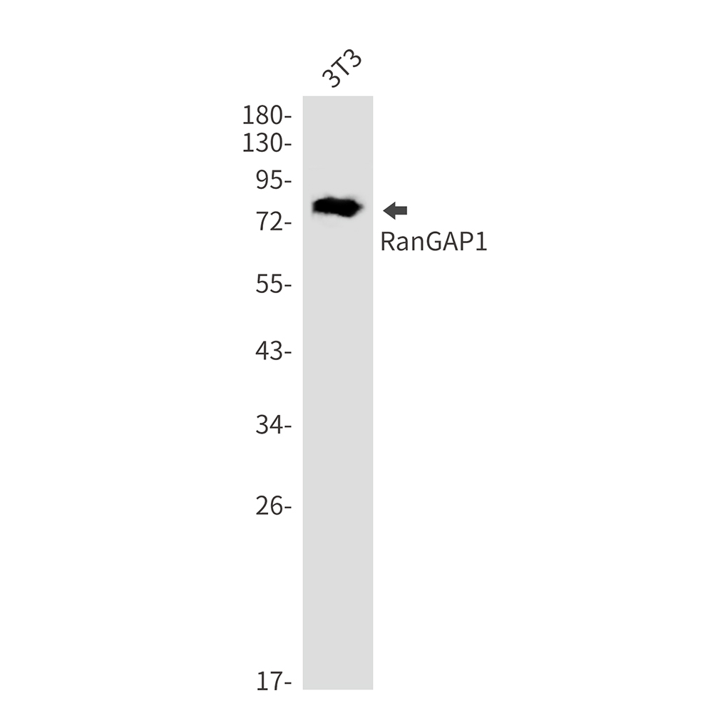 RanGAP1 Rabbit mAb ABZ2476