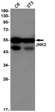 JNK2 Rabbit mAb ABZ2477