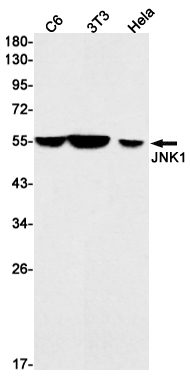 JNK1 Rabbit mAb ABZ2478