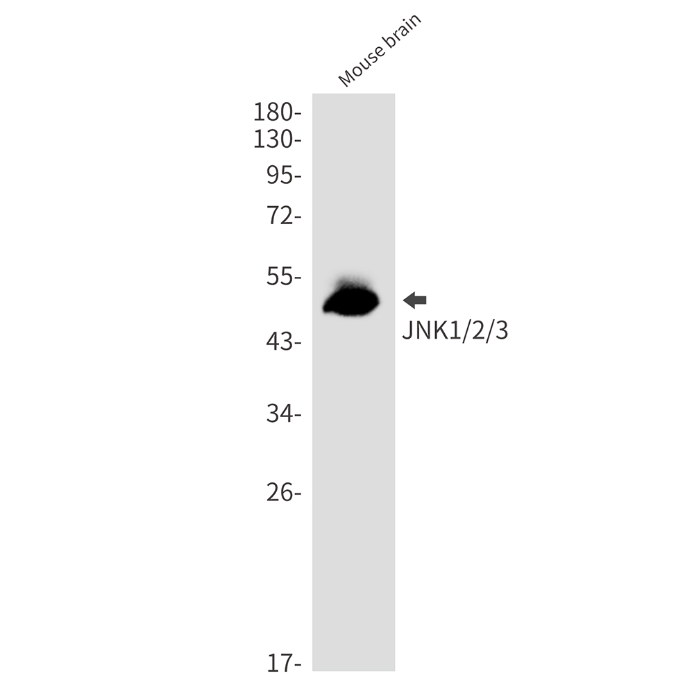 JNK1+JNK2+JNK3 Rabbit mAb ABZ2479