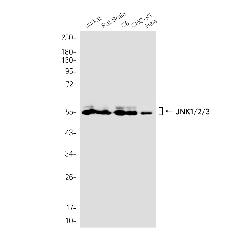 JNK1+JNK2+JNK3 Rabbit mAb ABZ2479